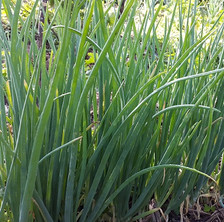 Scallions (Large Bag)