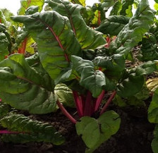 Chard Rainbow (6 leaves)