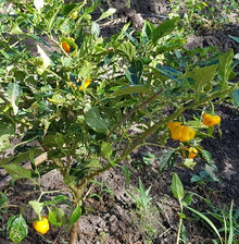 Pepper Habanero Yellow Hot (5)