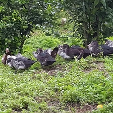 Muscovy Duck (5-7 lbs)