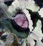 Cabbage Red (Medium)