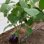 Eggplant