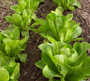 Lettuce (3-4 mixed heads)