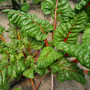 Chard Rainbow (6 leaves)