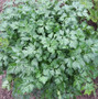 Parsley Flat Leaf