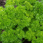 Parsley Curly Leaf