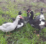 Muscovy Duck (5-7 lbs)