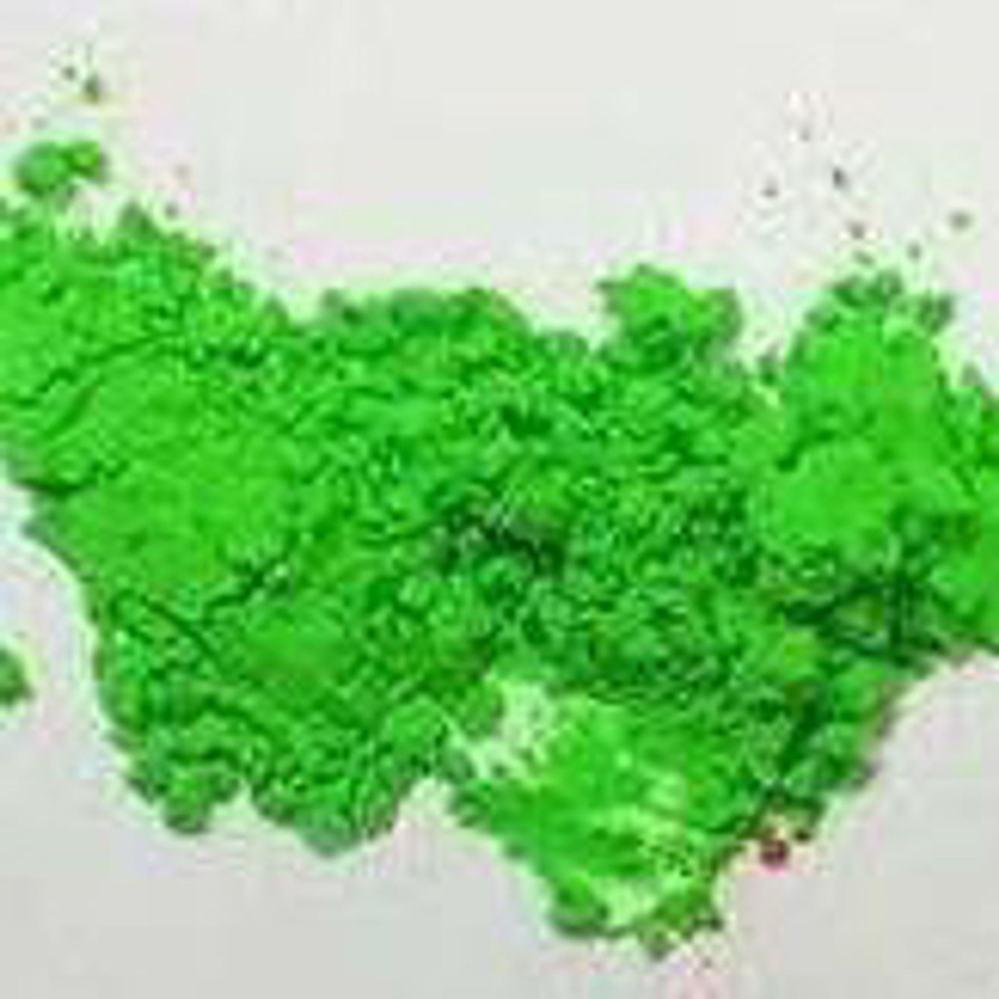 Neon Mica Powder 1oz