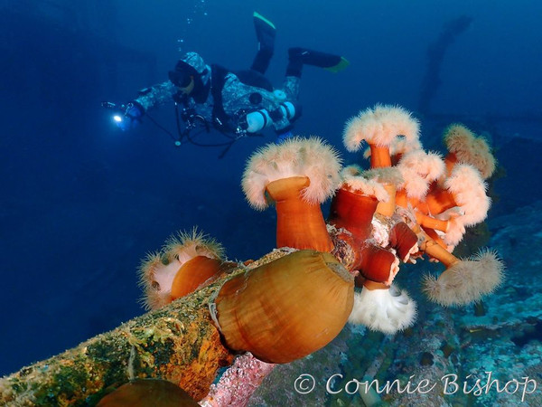 Self-Reliant Diver Course