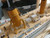 Ready To Run Remote Control RMS Britannic 50" Limited Ready To Run Remote Control RMS Britannic 50" Limited
