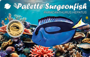 SURGEONFISH 1/1000 Oz Gold coin 3000 Francs Chad 2024 SURGEONFISH 1/1000 Oz Gold coin 3000 Francs Chad 2024