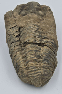 Calymene Trilobite Genuine Large Marine Fossil
