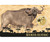 AFRICAN BUFFALO 1/1000 Oz Gold Coin 3000 Francs Chad 2024