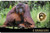 Big Five of Asia animals Orangutan 1/1000 Oz Gold Coin