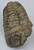Calymene Trilobite Genuine Large Marine Fossil