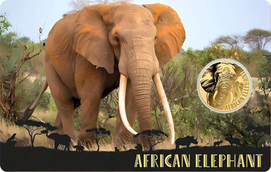 AFRICAN-ELEPHANT-11000-Oz-Gold