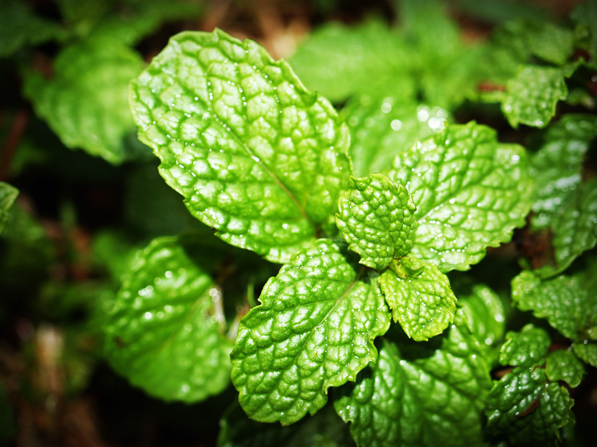 Mint on the Mind