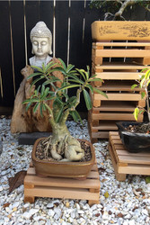 Enhance Your Outdoor Bonsai Display with a Western Red Cedar Stand