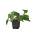 Philodendron 'Velvet'-4" Pot / Black Cylinder D245-4_PHILODENDRON_VELVET_PP.BLK.CYL