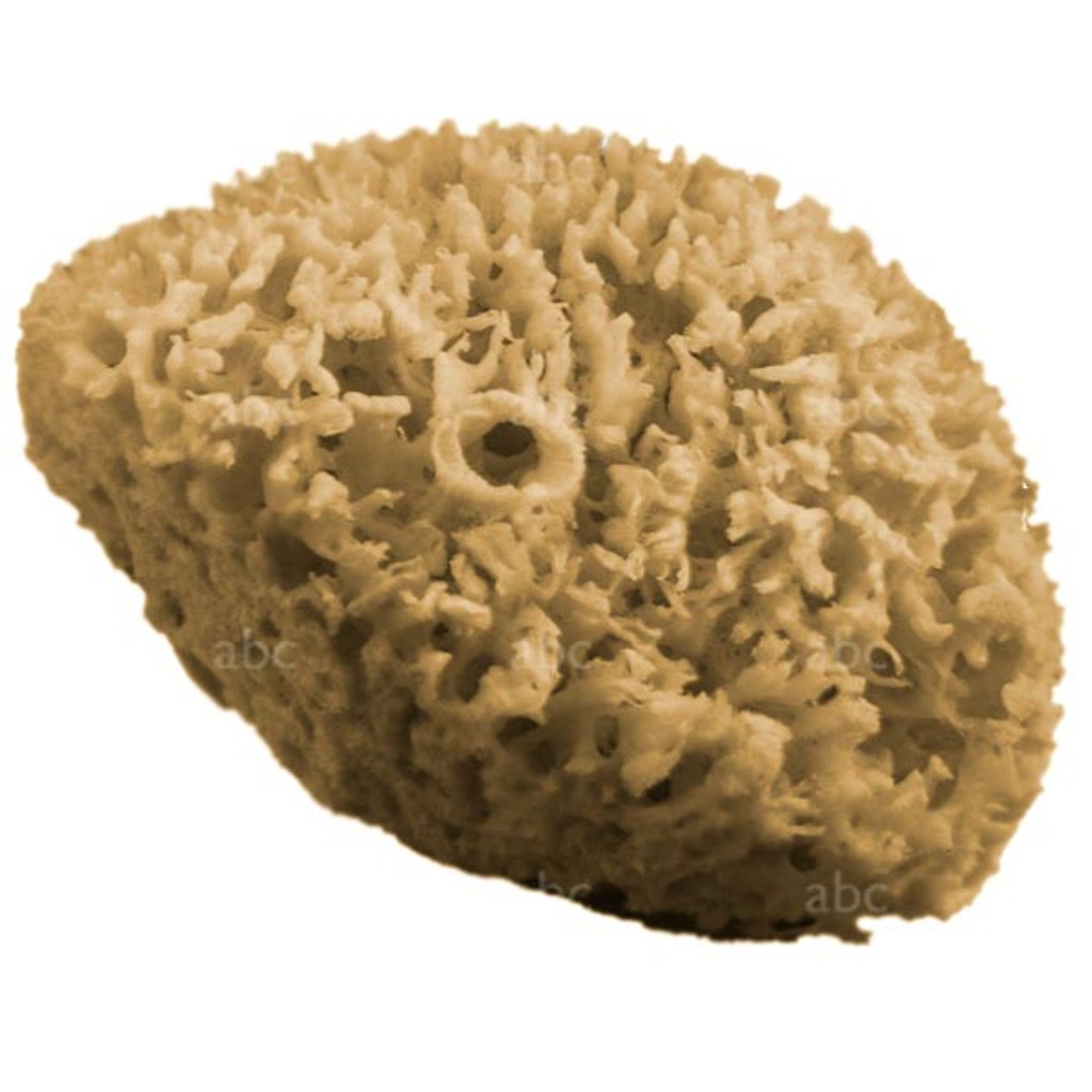  XFO Sea Sponge, Natural Sea Wool Sponge (Large 6in
