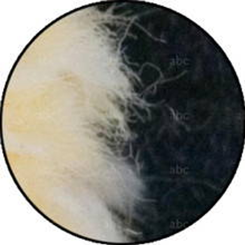 3004S Sorbo Yellow Jacket