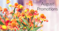 August Promotions