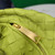 Bottega Veneta BV 651876 mini Jodie lemon Yellow