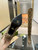 Gucci Women Shoes Style ‎715584 AFE70 2341 Gucci women's knee-high boot 191528