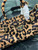 Prada 1BA486 Bonnie printed  leather mini handbag Leopard