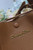 Dior Medium Signature Bucket Bag Grained Calfskin M2841 Brown