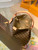LV M43704 Louis Vuitton Graceful MM M43701 Monogram