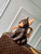 LV M12617 Louis Vuitton Pooch Bag Monogram coated canvas