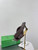 BV 827612 Bottega Veneta Riva Mule Shoes BV5805