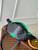 LV M25924 Louis Vuitton Discovery Bumbag Bamboo Green