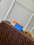 Louis Vuitton LV M14862 Double Card Holder Blue
