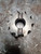 Niagara 75128 4in HSCO Roughing Shell End Mill 1-1/2 Pilot 5/8 Key 10 Flute USA