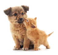 New Puppy & New Kitten Checklist