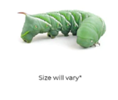 Misc Live Hornworms, 12 ct