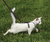 Petsafe Come With Me Kitty Harness and Lead
