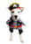 Pet Krewe Pirate Dog Halloween Costume