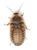 Apet Live Dubia Roaches, 25 ct