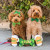 Huxley & Kent St. Patrick's Day Lucky Shamrock Bow Tie Collar Accessory 5 in