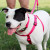 Coastal Pet Products Comfort Wrap Adjustable Dog Harness