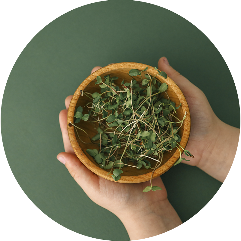 imagen servicio Fitoterapia