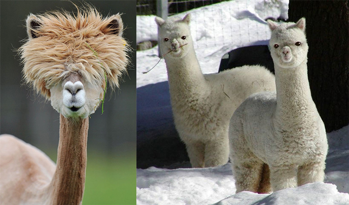 difference between alpacas and llamas