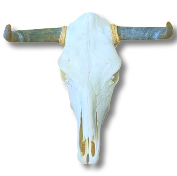 Real Natural Bone Steer Skulls Cleaned Large Real Natural Bone Steer Skulls Cleaned Large