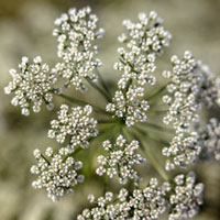 Aniseed for baking comes from anise flowers