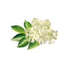 Elderflower Flavor Extract