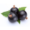 Black Currant Extract