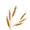 Malt Flavor